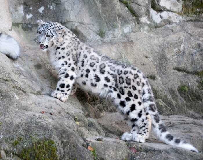 Snow Leopard climbing a rocky cliff
