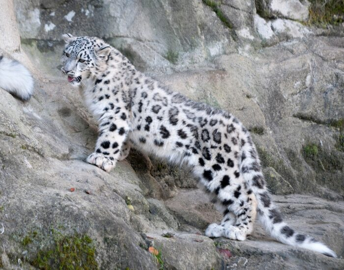 snowleopard.webp snow leopard standing on a rock