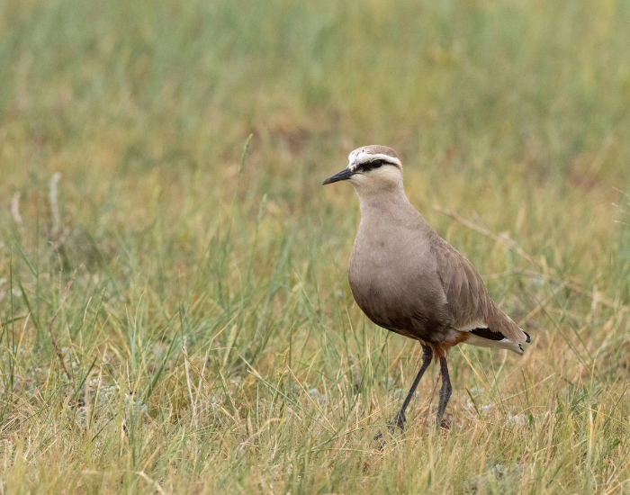 Sociable-Lapwing-Vanellus-gregarius.webp Sociable Lapwing on a grassland