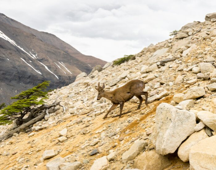 a Huemul Deer running down a steep cliff
