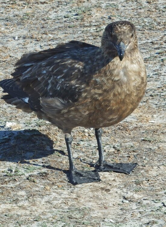 a South Polar Skua standing over soil