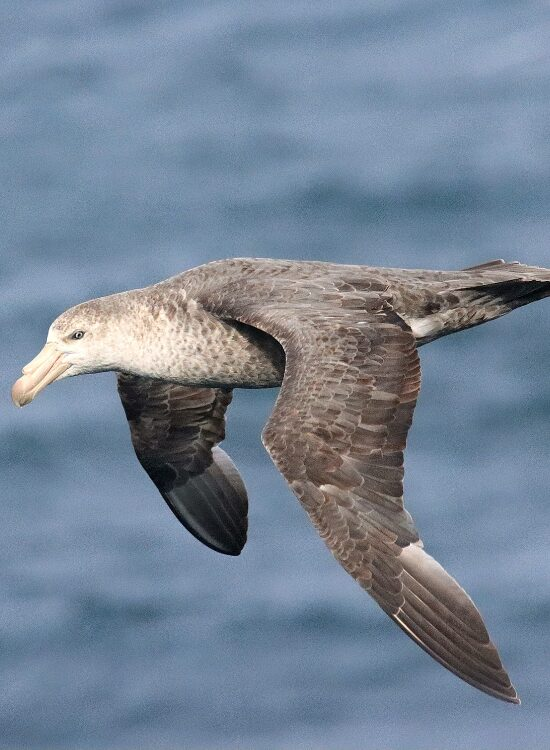 close up f a Southern Giant Petrel flying