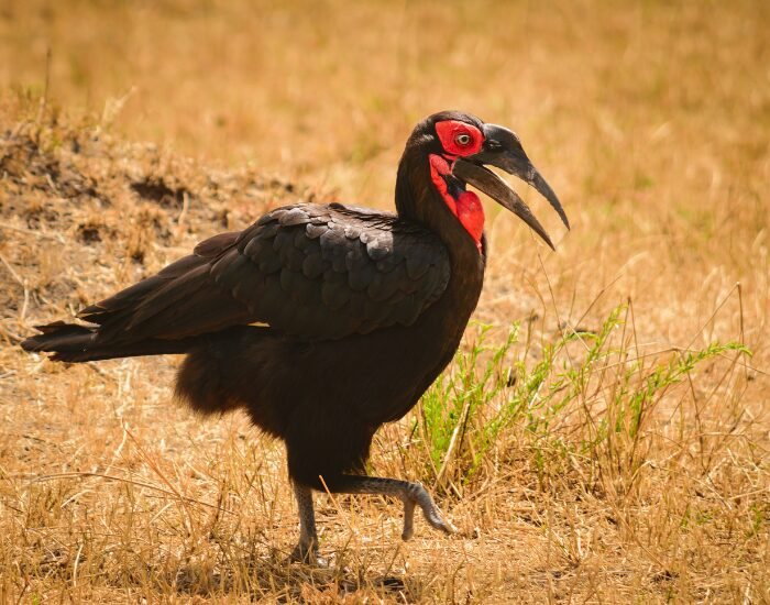 Southern Ground Hornbill on the ground walking