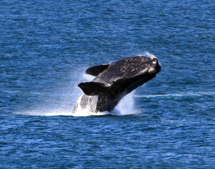 right whale breaching