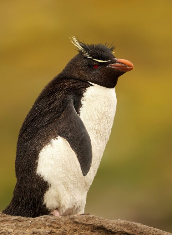 Southern Rockhopper Penguin on a rock