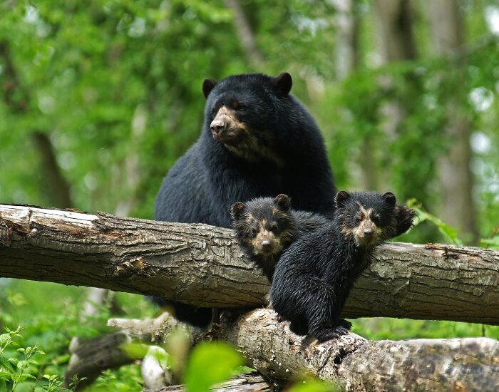  a Spectacled Bear Mother with Cub on top of a tree
