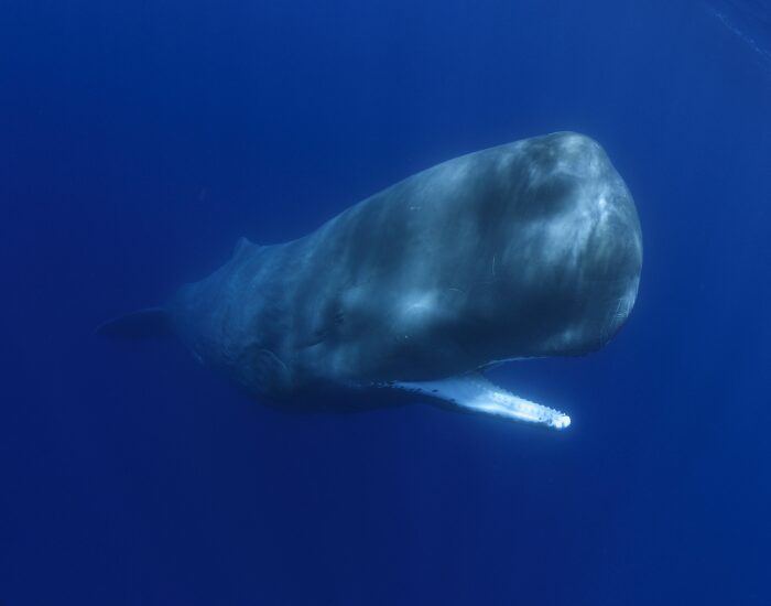 spermwhale cachalot azoresportugal 1.webp spermwhale cachalot azoresportugal 1.webp