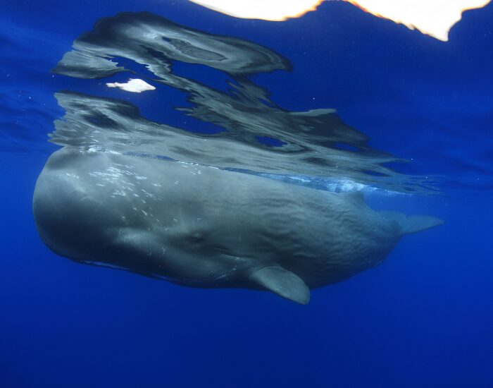 Sperm Whale swimming
