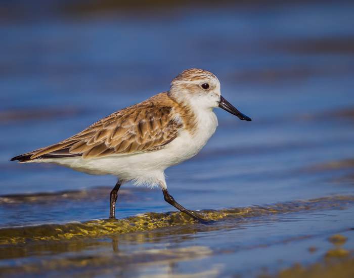 Spoon-billed-Sandpiper.webp Spoon-billed Sandpiper walking on sand finding food