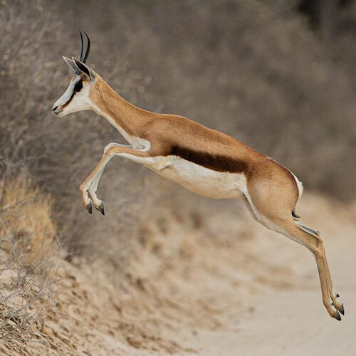 springbrok.webp springbok in the wild jumping