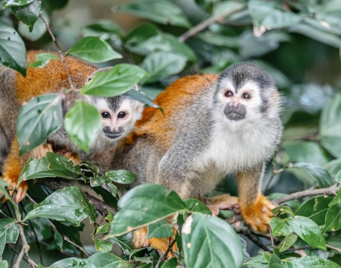 squirrelmonkey.webp Squirrel monkey