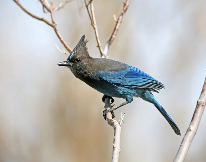 stellersjay.webp Steller's jay standing on a tree