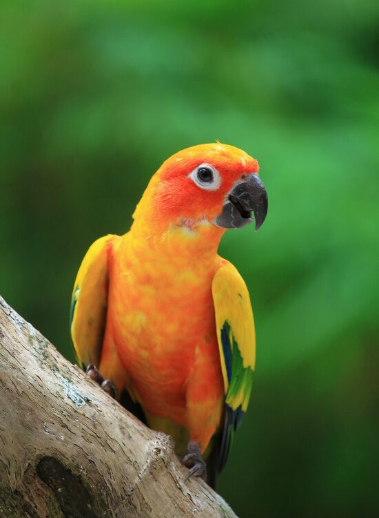close up of a Sun Conure in captivity