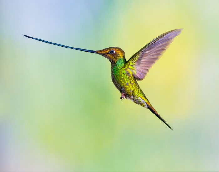 close up of a Sword-billed Hummingbird with a big beak flying in the air