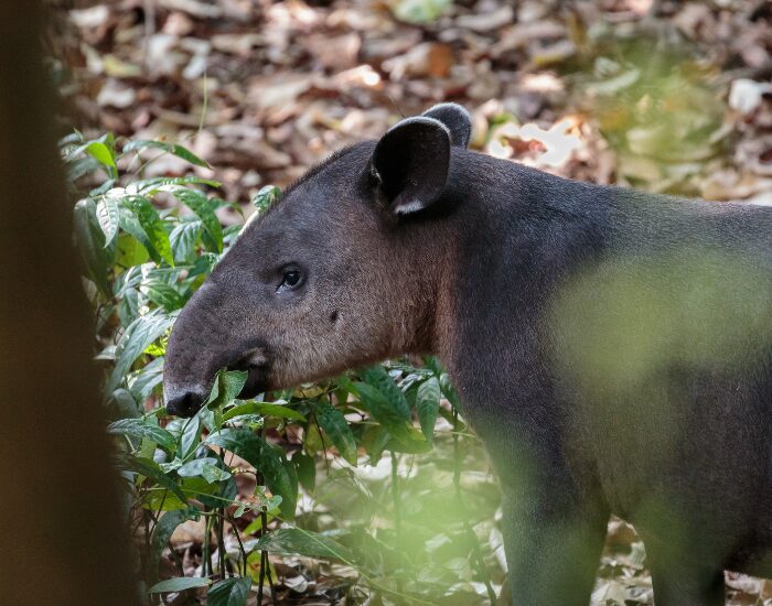 Tapir in its habitat