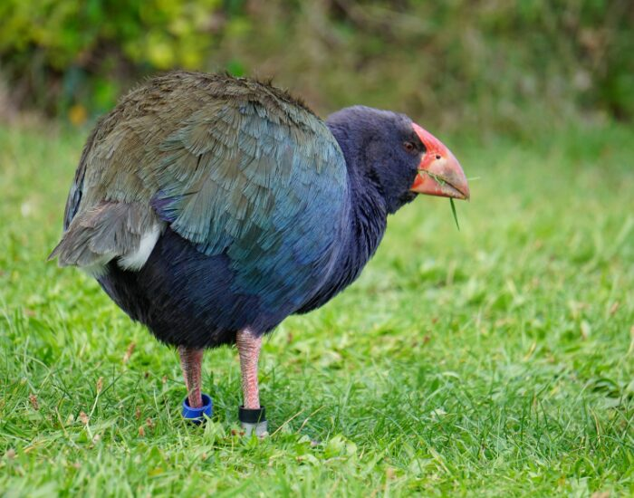 a Takahē bird standing on grass with an orange beak