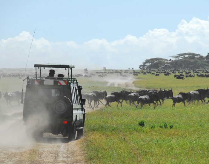 wildebeest crossing a dirt road and a safari car