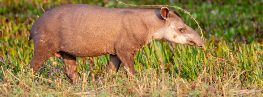   Brazilian Tapir walking through the jungle