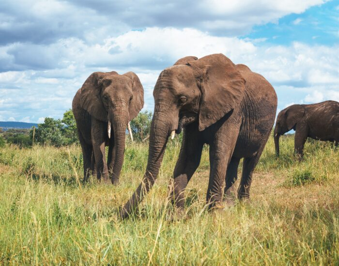 two elephants at Tarangire National Park