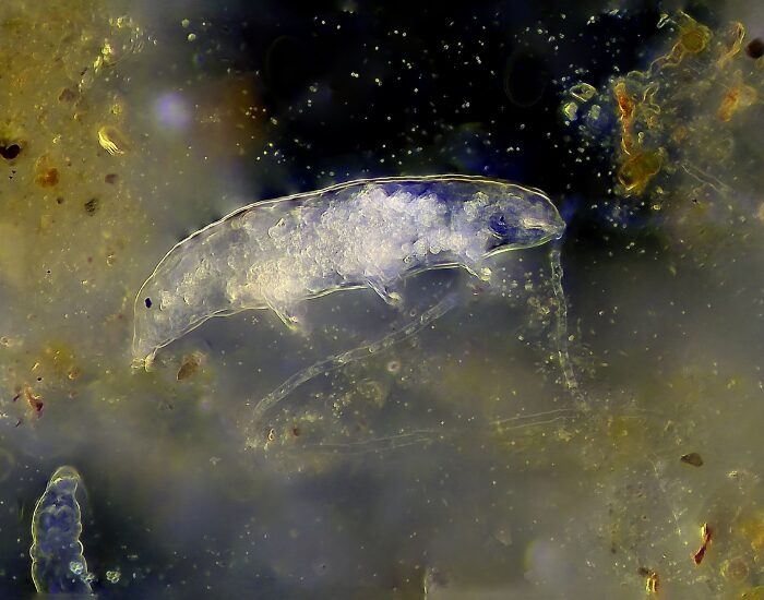 tardigrade under the microscope