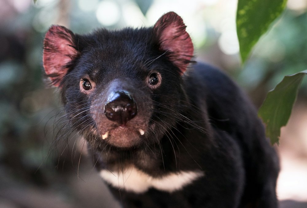 Tasmanian Devil close up