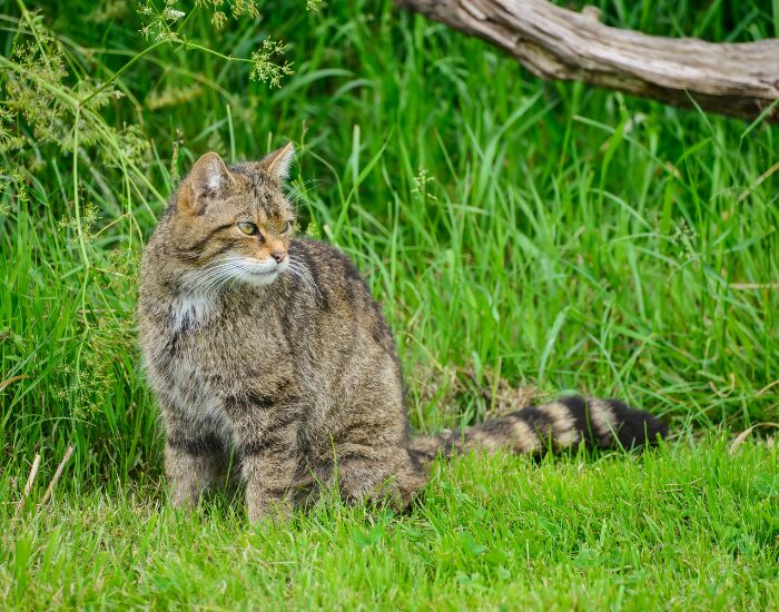 thescottishwildcat.webp Scottish wild cat sitting on the ground