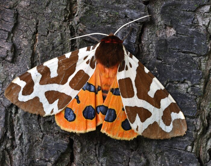 close up of an orange and black Tiger Moth  laying over a tree trunk