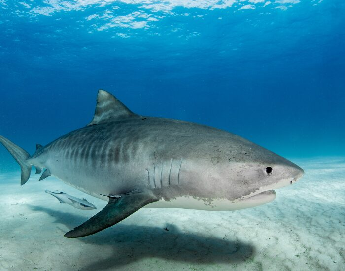 tigershark 2.webp tigershark 2.webp