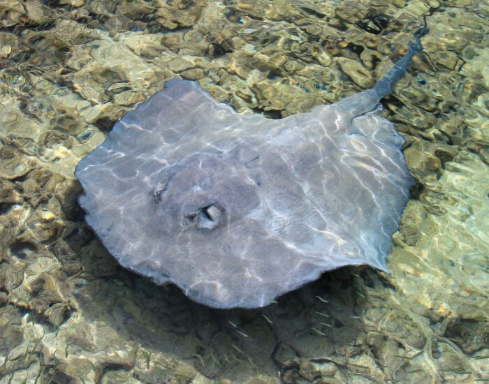 Sting ray in Tobacco Caye Wallay | Getty Images