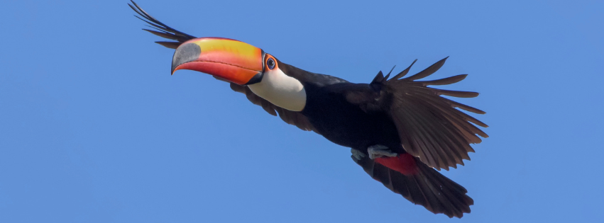 A Toucan Flying