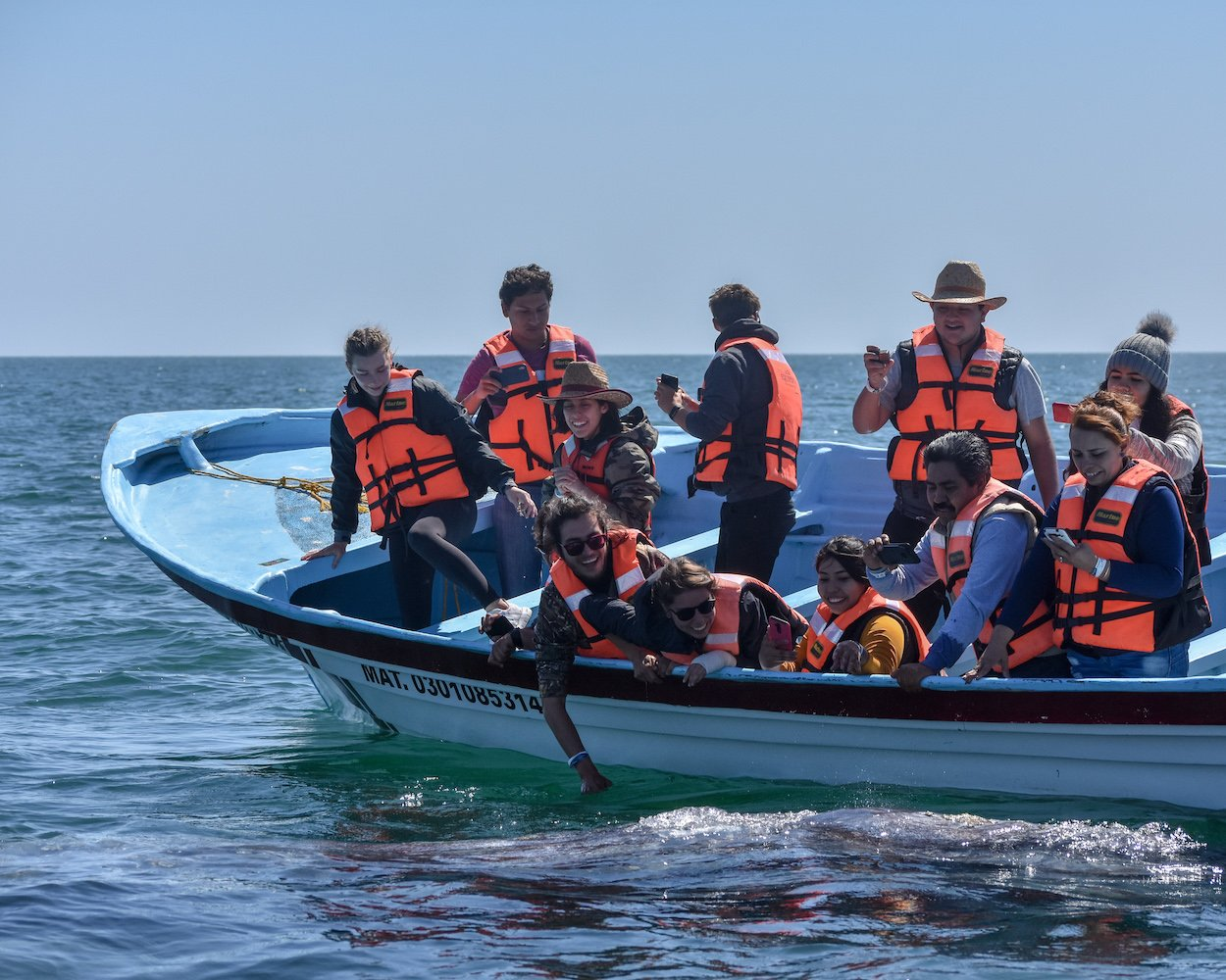 A Small Boat of tourists Getting Approached by a gray whale