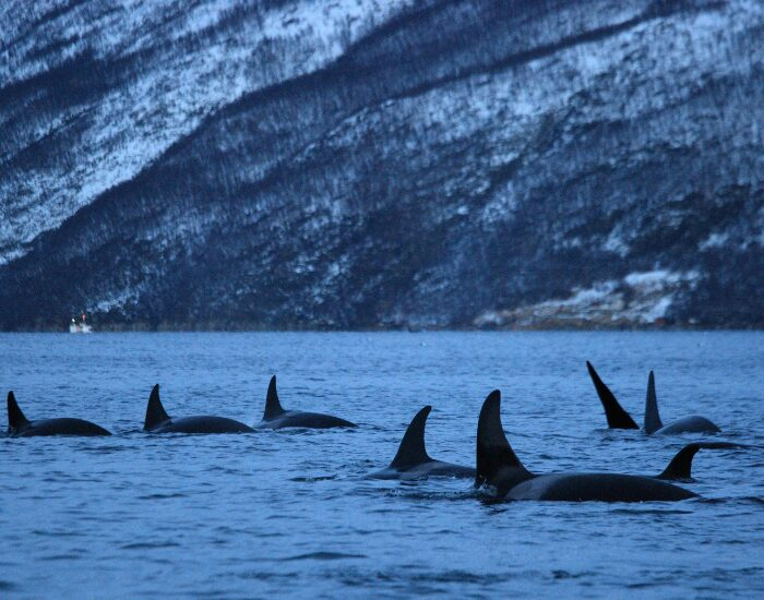 Pod of Whales in Tromso