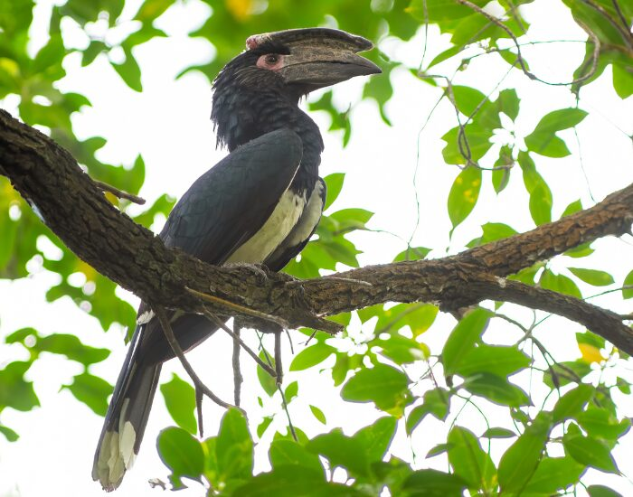 Trumpeter Hornbill on a tree
