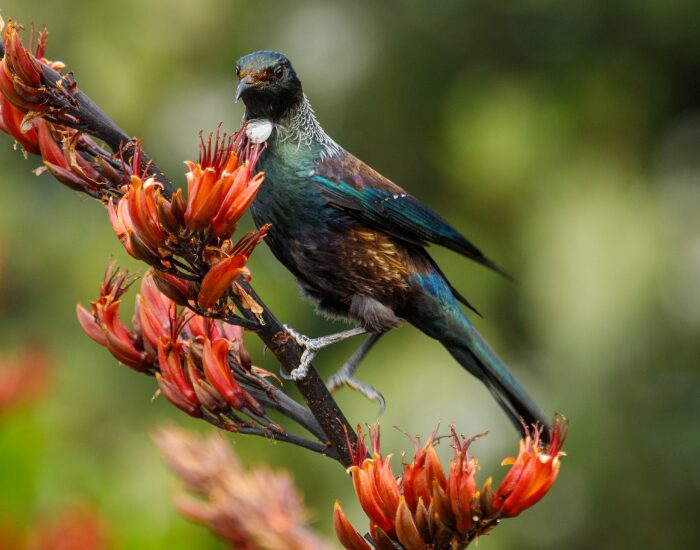 a Tūī  bird standing over a branch