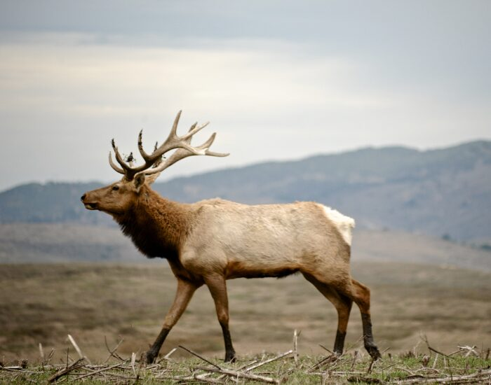 tule elk walking in the wild