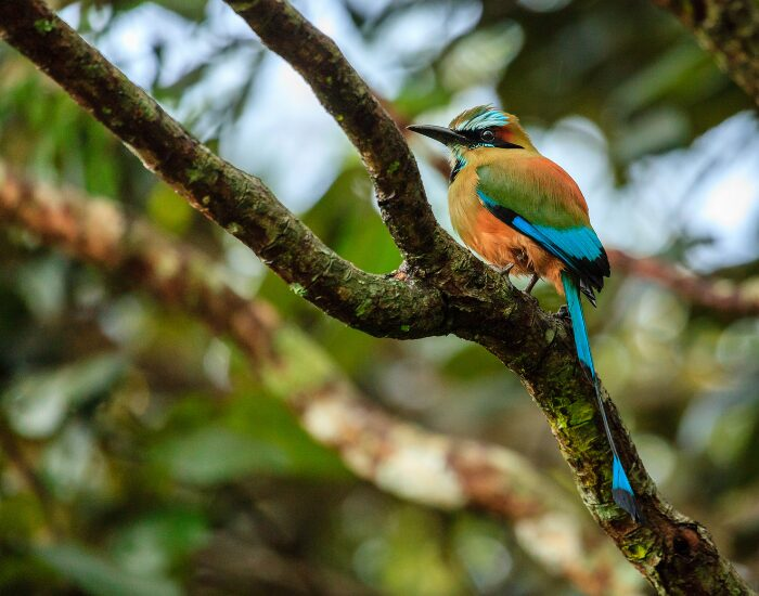  Turquoise-browed Motmot on a tree