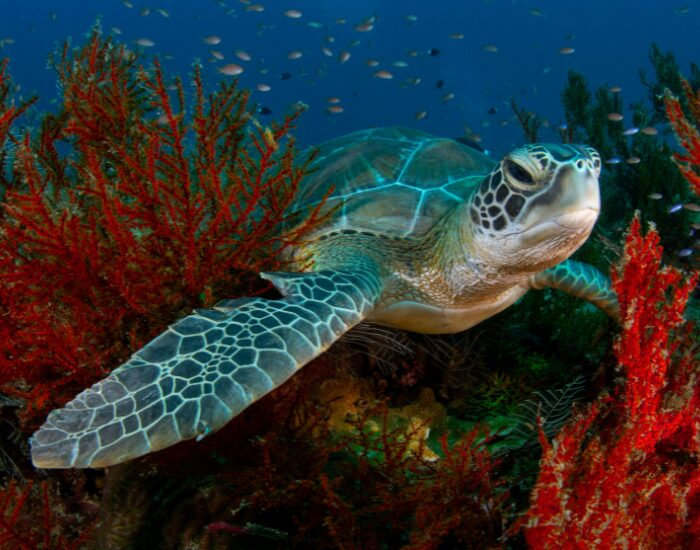 Getty Images Turtle in Sipadan Island between coral