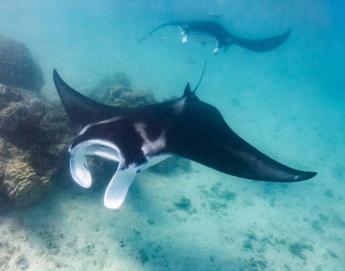 Two Mantas Swimming