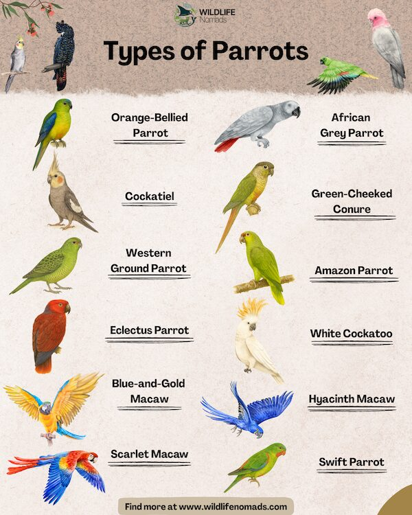 Types Of Parrots Types Of Parrots