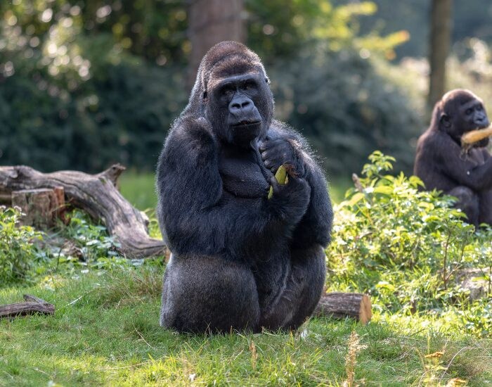 Gorilla in the wild