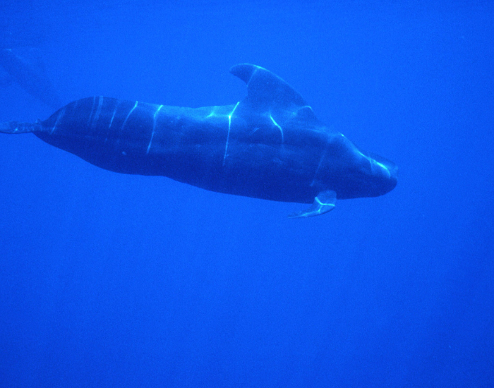 Underwater-pilot-whale.webp long finne dpilot wahle swimming underwater photo