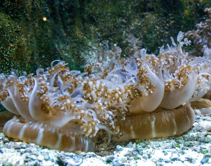  A Upside-Down Jellyfish (Cassiopea) JELLYFISH at the bottom of the ocean