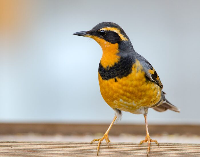 close up of a yellow bird standing over a wood stick