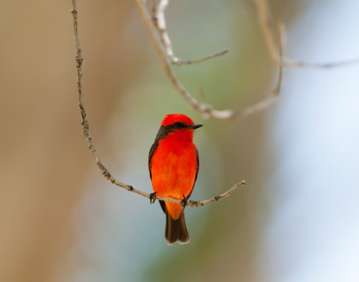 a Vermilion Flycatcher on a thin branch