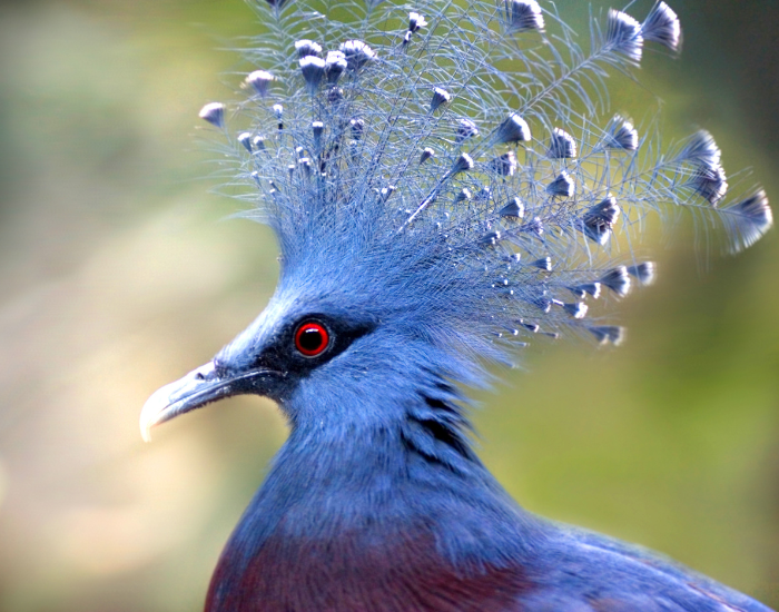 Victoria-Crowned-Pigeon-Goura-victoria.webp Victoria Crowned Pigeon (Goura victoria) - close up of its head