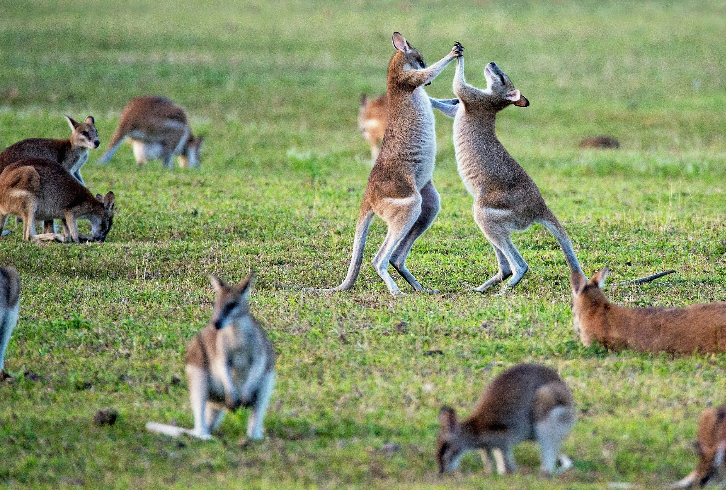  Wallabies in Australia laying on the ground and playing