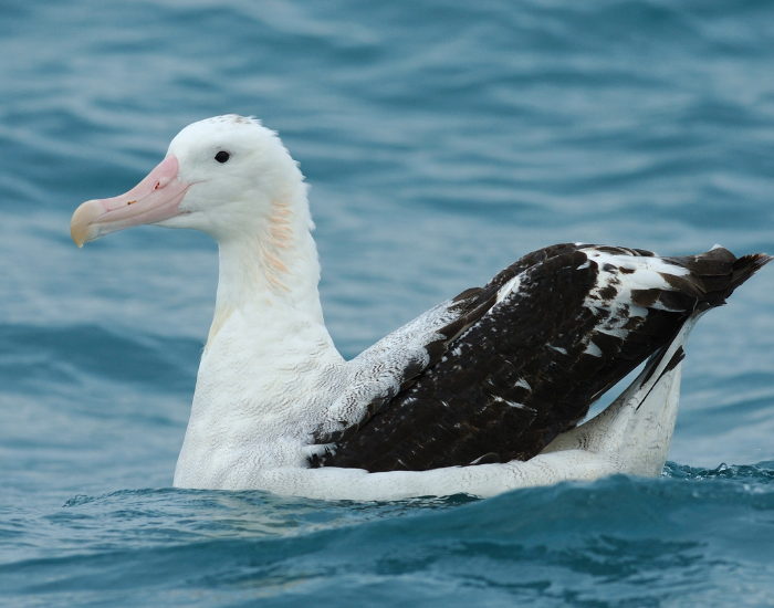 Wandering Albatross floating on the ocean surface