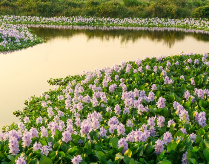 panoramic view of Water Hyacinth growing next to a river