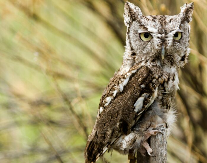 a western schrech owl standing over a wood stick