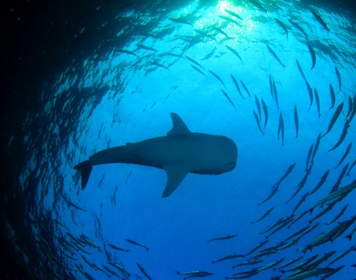whale shark swimming in the ocean surrounded by fish